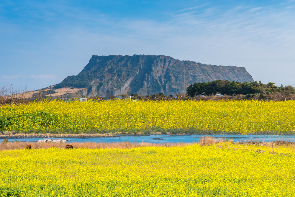 Jeju Island